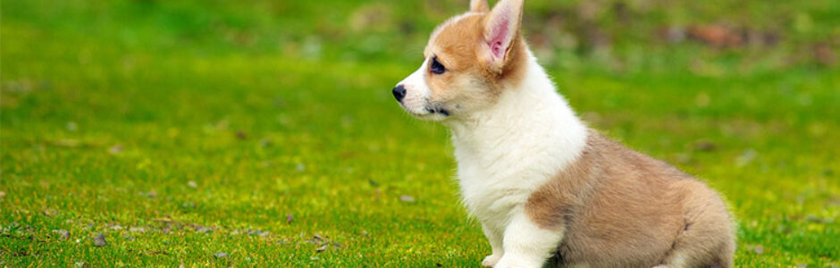 Puppy nutrition