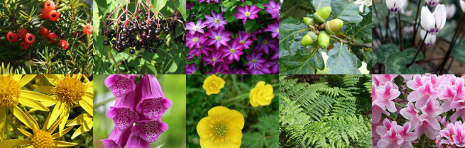Poisonous plants for dogs