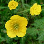 Buttercups