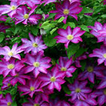 Clematis