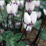 Cyclamen