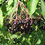 Elderberry