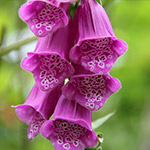 Foxglove