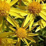 Ragwort