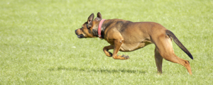 A dog running across the grass