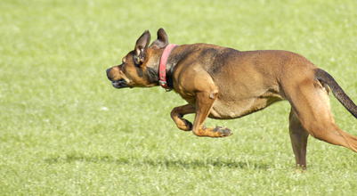 A dog running across the grass