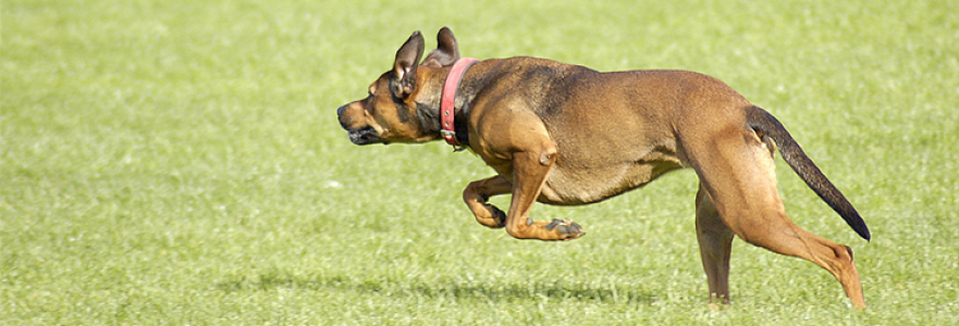 A dog running across the grass
