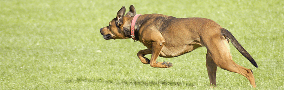A dog running across the grass