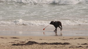 Beach_Dog_58