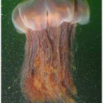 Large lions mane jellyfish