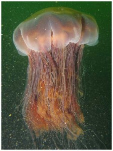 Large lions mane jellyfish