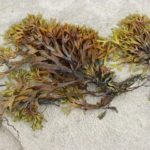 Seaweed